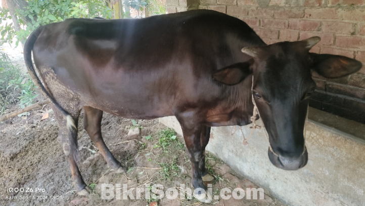 শাহী ওয়াল এবং অস্ট্রেলিয়া গরু